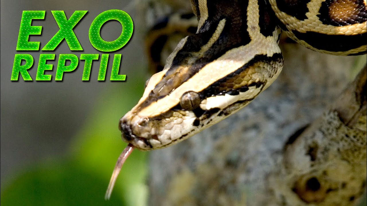 Exo Reptil - Piton de Birmania ( Python bivittatus )