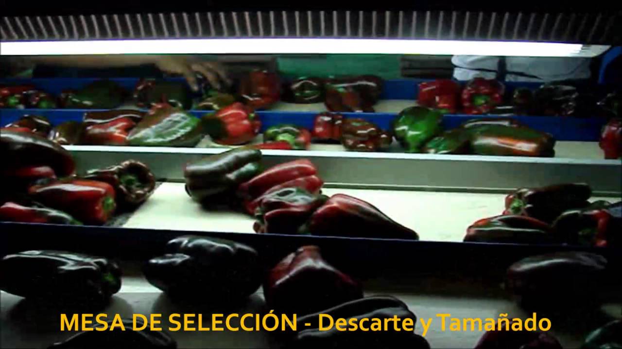Línea de Acondicionamiento y Empaque para PIMIENTOS - MENDOMAQ