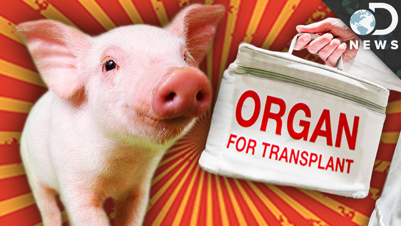 Could A Human Ever Survive With A Pig Heart?