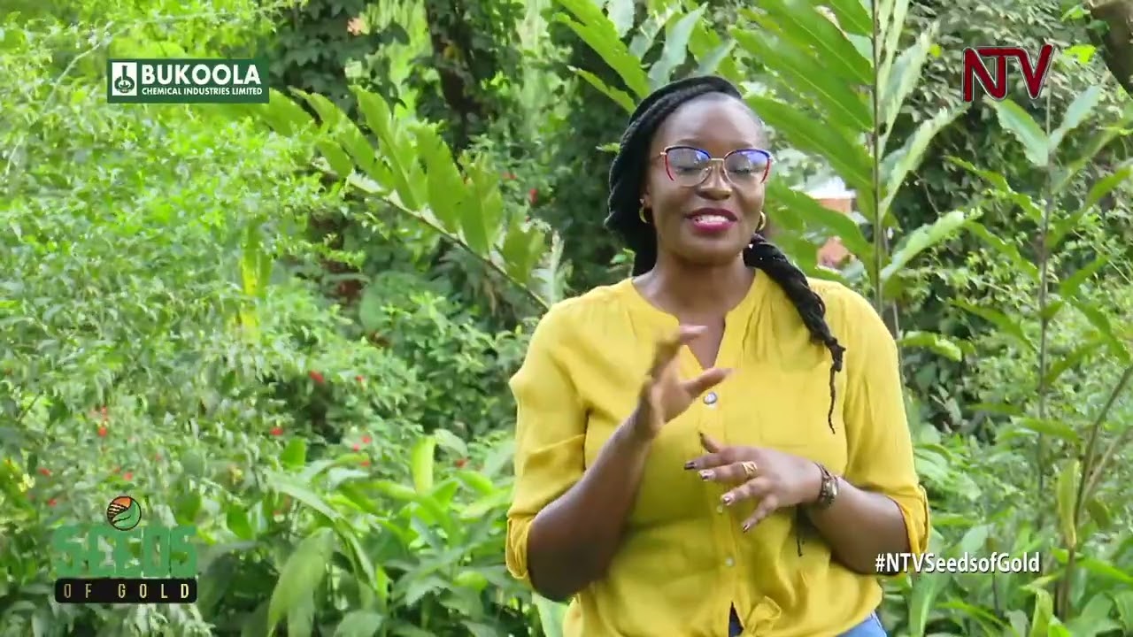 Maize farming for business: What to consider (Part 2) | SEEDS OF GOLD
