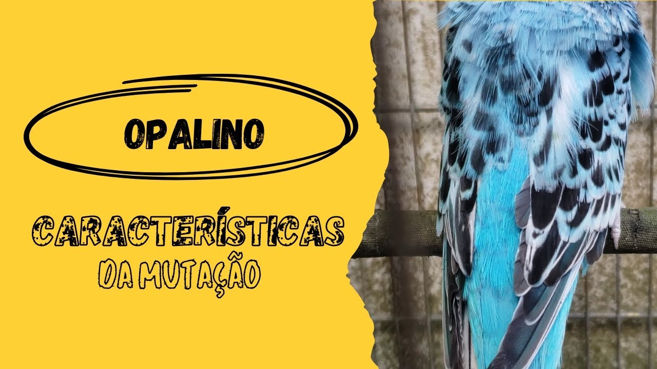 OPALINO - CONHEÇA AS CARACTERÍSTICAS DESTA MUTAÇÃO