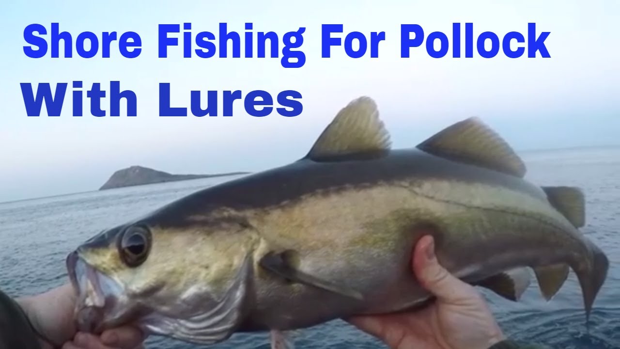 Shore fishing for Pollock with lures in Wales 2018