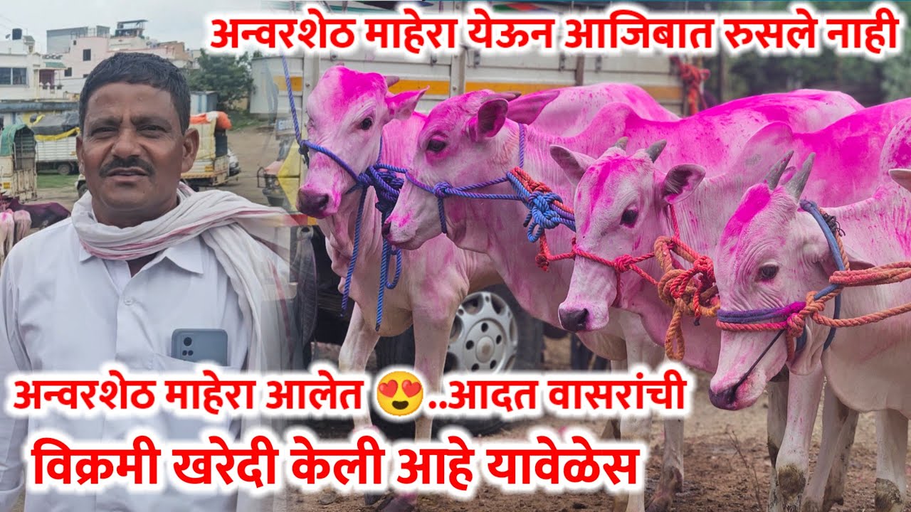 अन्वरशेठ ची बेल्हे बैल बाजारात आदत वासरांची विक्रमी खरेदी,,…Belhe Bail Bajar.....#Belhe