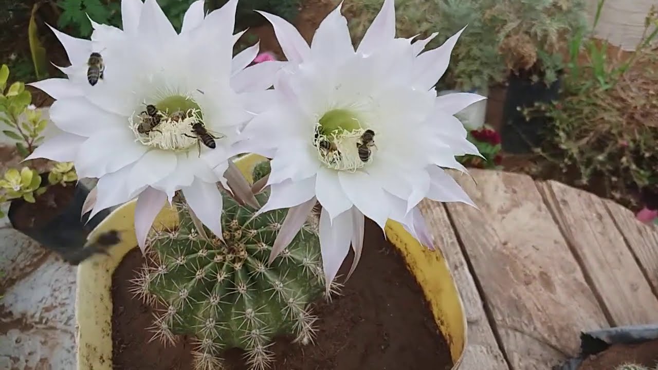 أزهار الصبار الكروي اكينو أو الضرعاء والإكثار منه fleures cactus globulaire Aquino