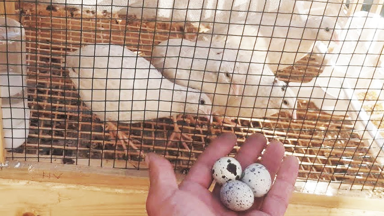 Bıldırcın Kafesi Yapımı, Bıldırcın Yumurtlama Anı