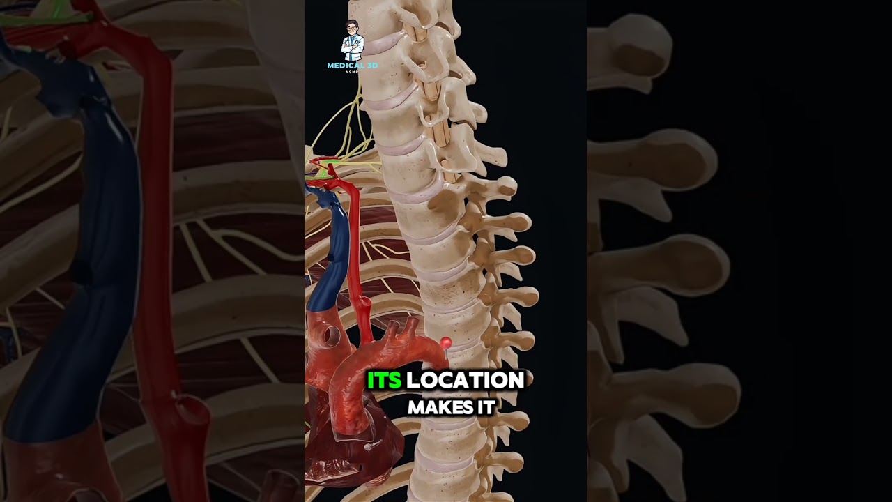 The dorsal scapular vein
