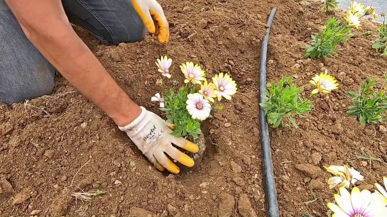 Bitki &Uuml;retim Merkezi | Gazipaşa Belediyesi