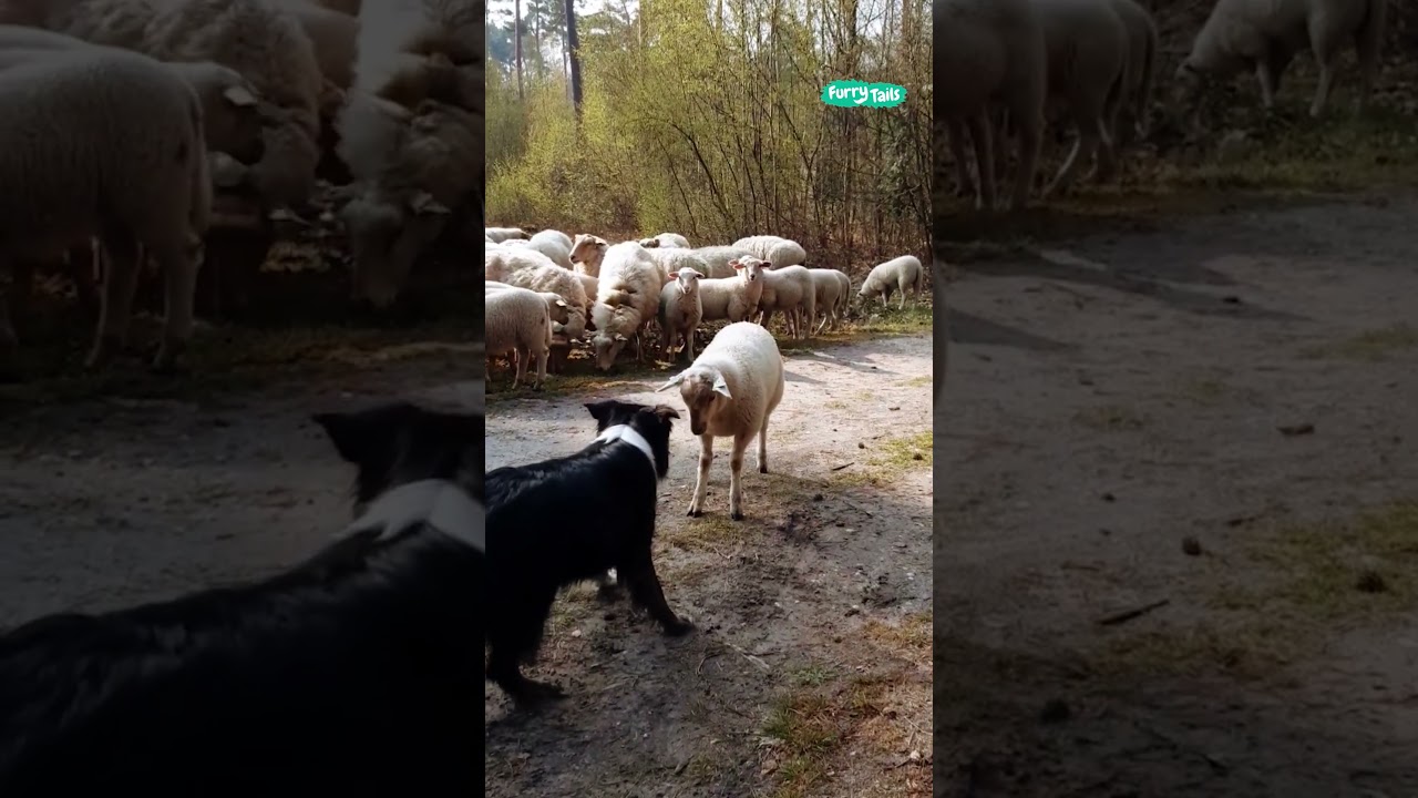 😡 Stubborn lamb challenges sheep dog 