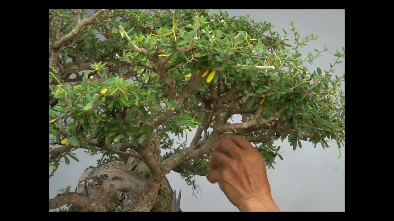BONSAI CHO MỌI NGƯỜI ( TẬP 10 ) | TRẦN THẮNG OFFICIAL: Cách cắt tỉa chi cành .