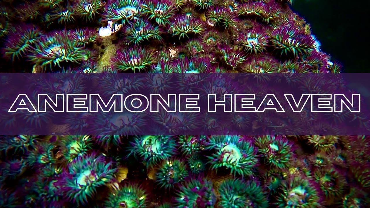 Freediving Anemone Heaven and Testing New Gear