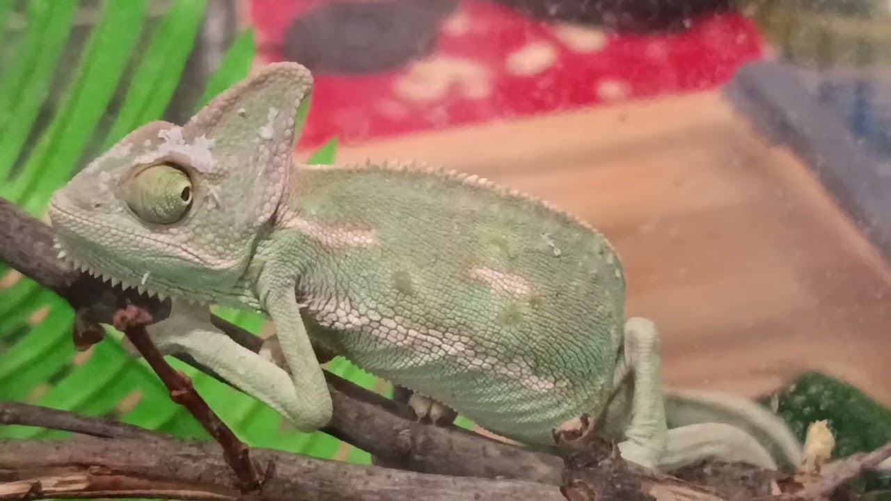 I LOVE REPTILES 06/06/22 - LA FIERA DEGLI ANIMALI ESOTICI DI FIANO ROMANO