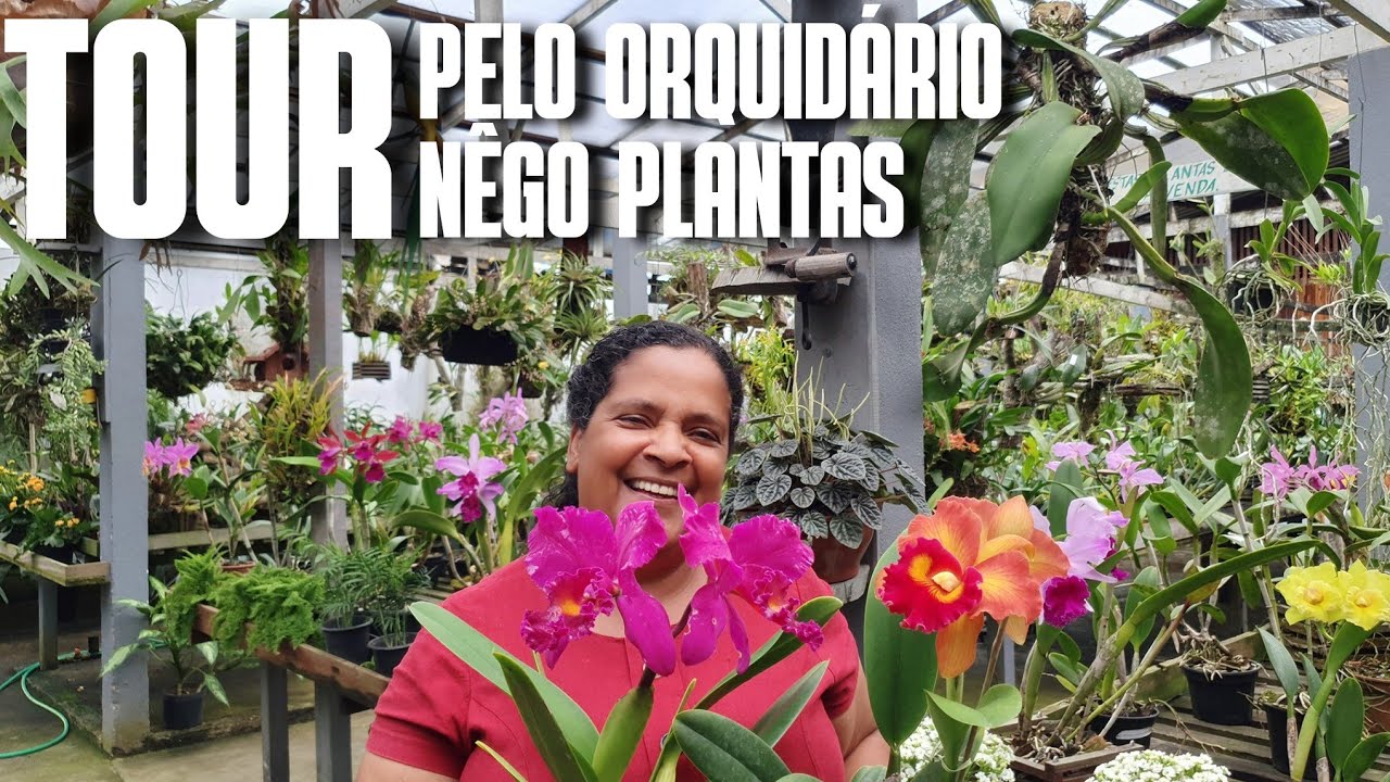 TOUR PELO ORQUIDÁRIO NÊGO PLANTAS: ORQUÍDEAS LINDAS | CAATTLEYA, PHAHALAENOPSIS, ONCIDIUM E OUTRAS