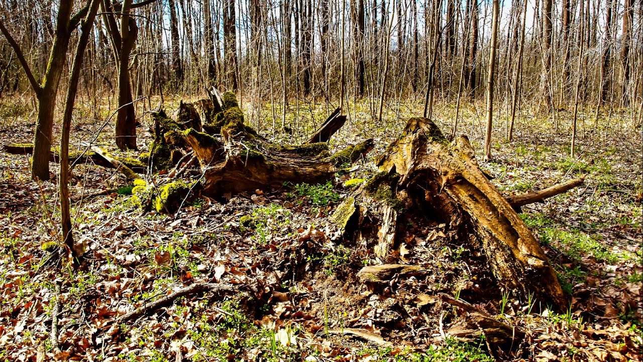 Photographer &ndash; Art photography &ndash; early spring forest