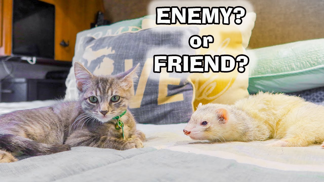 Ferrets Meet a Kitten for the 1st Time
