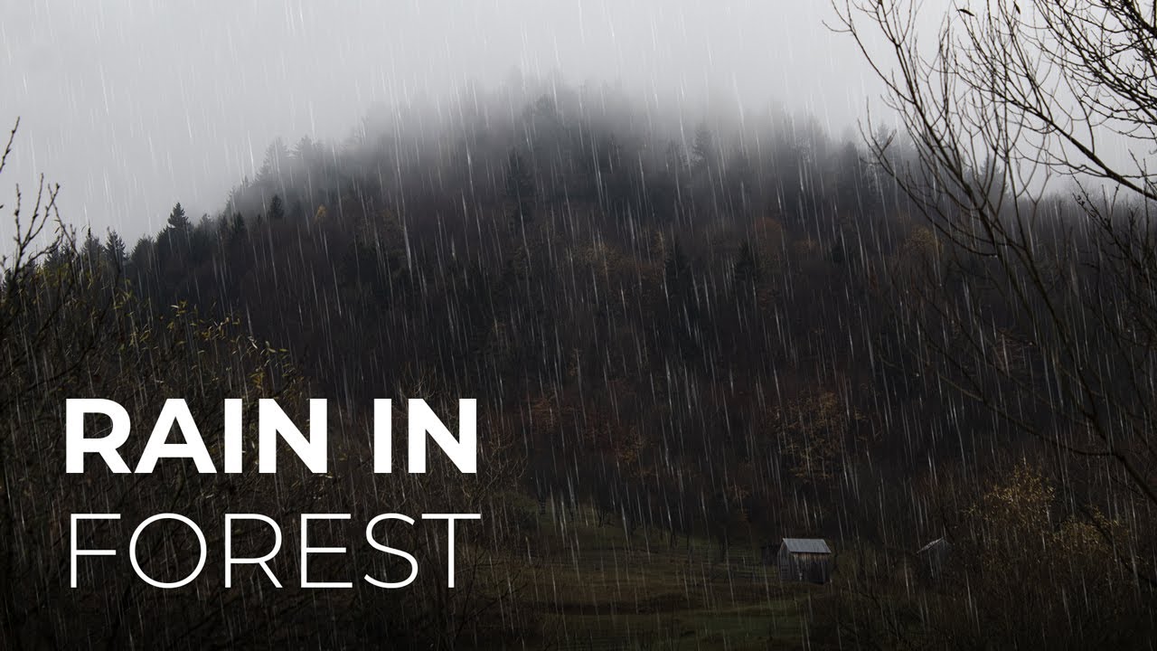 RAIN IN FOREST | Sounds for Sleep, Study, Read, Relax, Work,... | 6 Hours