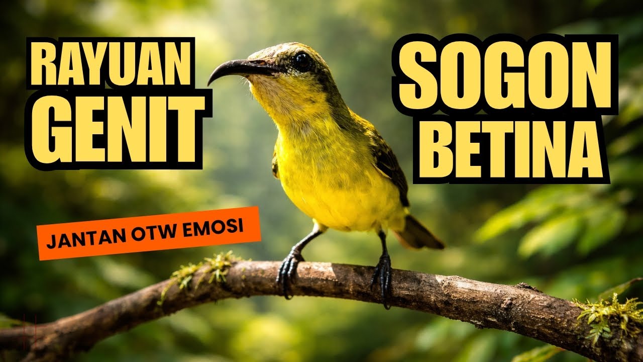 Cuitan sogon betina buat emosi sogon jantan