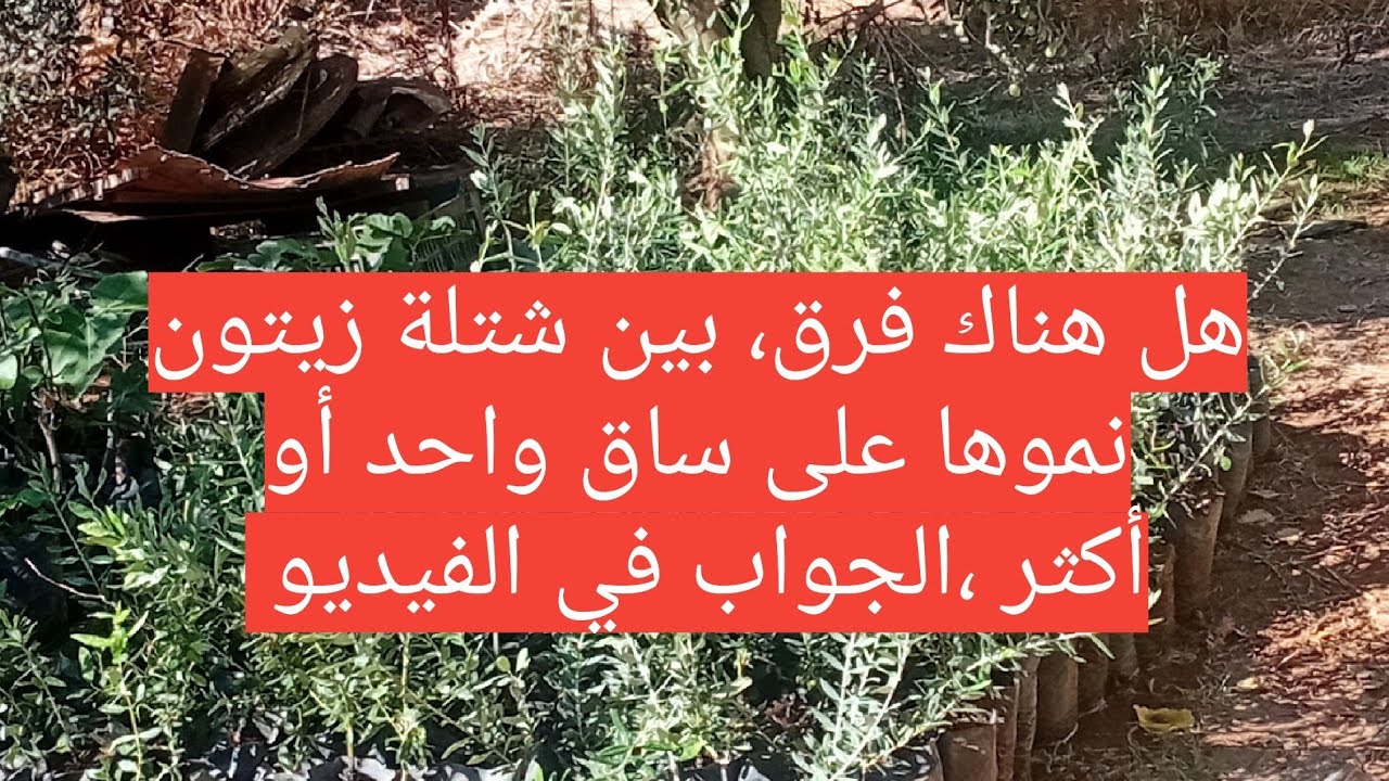 تصحيح مغالطات بعض المهندسين الفلاحيين ،حول شتلات زيتون