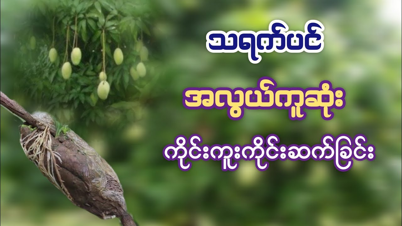 ကိုင်းကူး ကိုင်းဆက်နည်း| လွယ်ကူ လျင်မြန်စွာ​ ပွင့်သီးနိုင်သောနည်း #စိုက်ပျိုးရေး #agriculture #