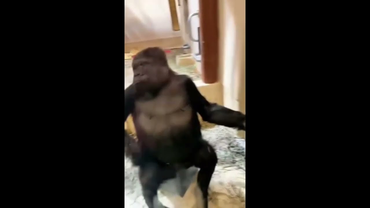 Scimmia arrabbiata allo zoo.....Mo va iessss