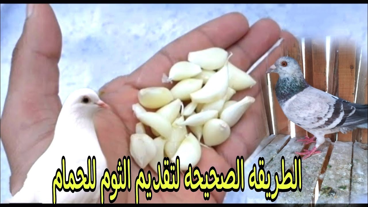 فوائد الثوم والطريقه الصحيحه  لتقديم الثوم للحمام  #حمام_الغية