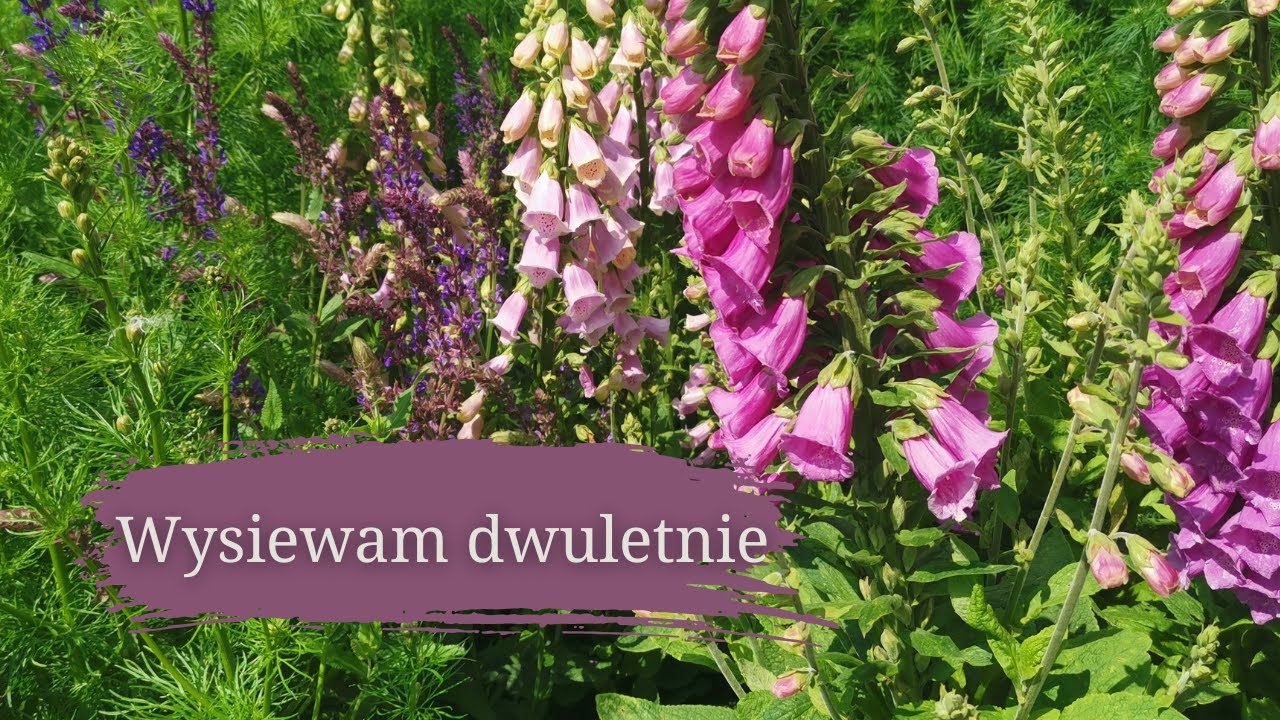 Wysiewam rośliny dwuletnie