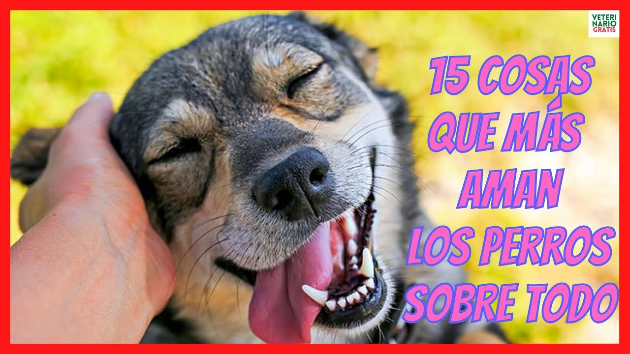 ❤️ LAS 15 COSAS QUE MÁS AMAN LOS PERROS SOBRE TODO ❤️
