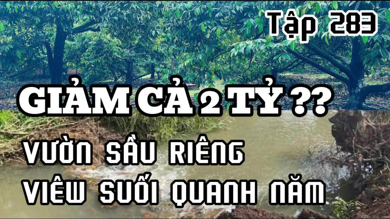 giảm đến 2 tỷ bán nhanh vườn sầu riêng vieew suối .đất vườn vùng ven bà rịa vũng tàu