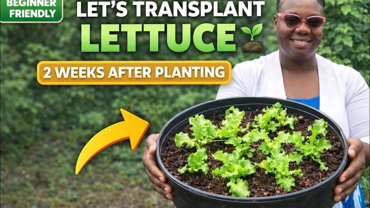 Let’s Transplant Our Lettuce 🌱 | 2 Weeks After Planting