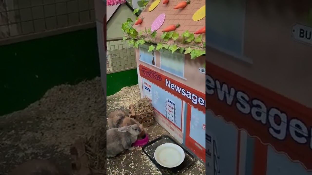 Warning! 🐇 Cute Bunnies in Little Hoppington Town ❤ #shorts #bunnies #live2travel
