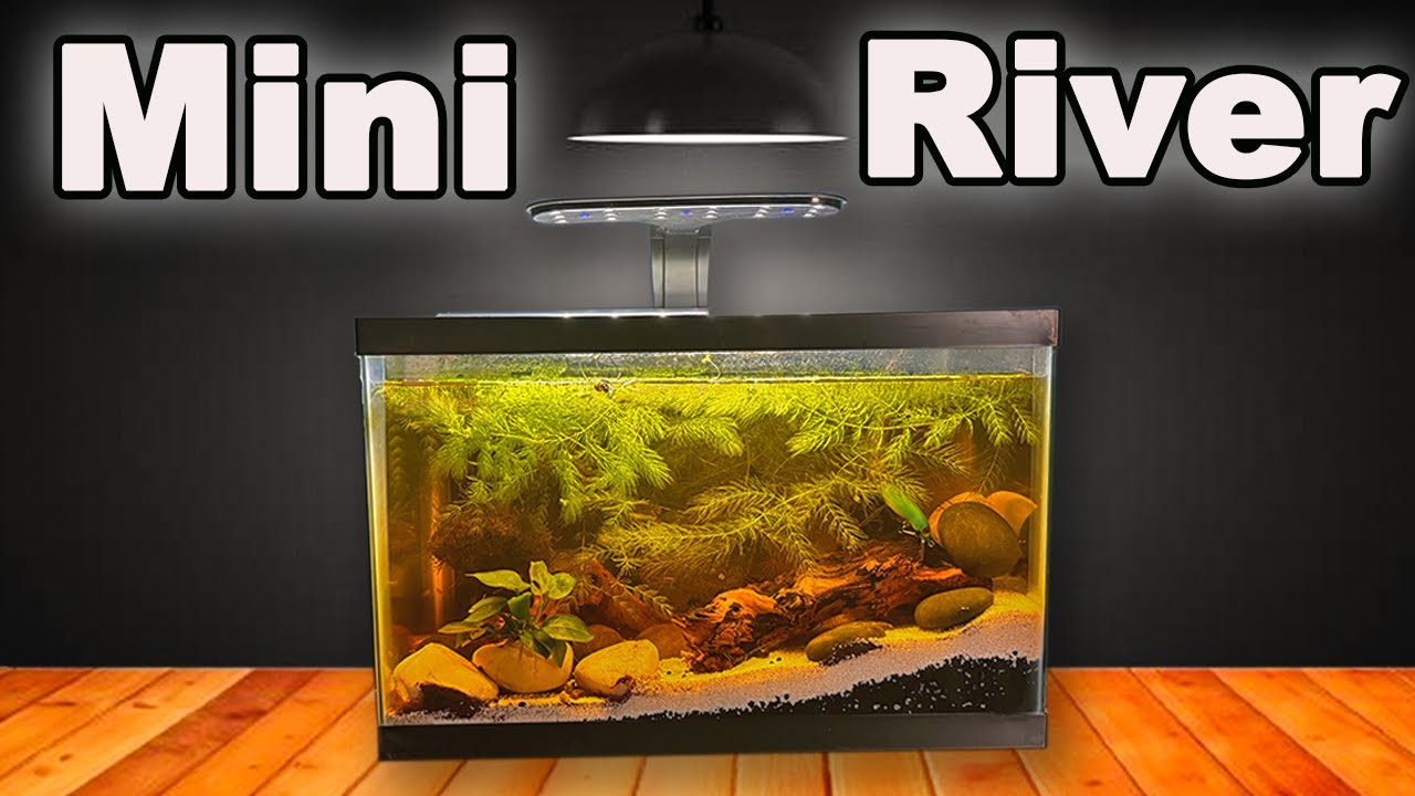 I Built a Mini River Ecosystem
