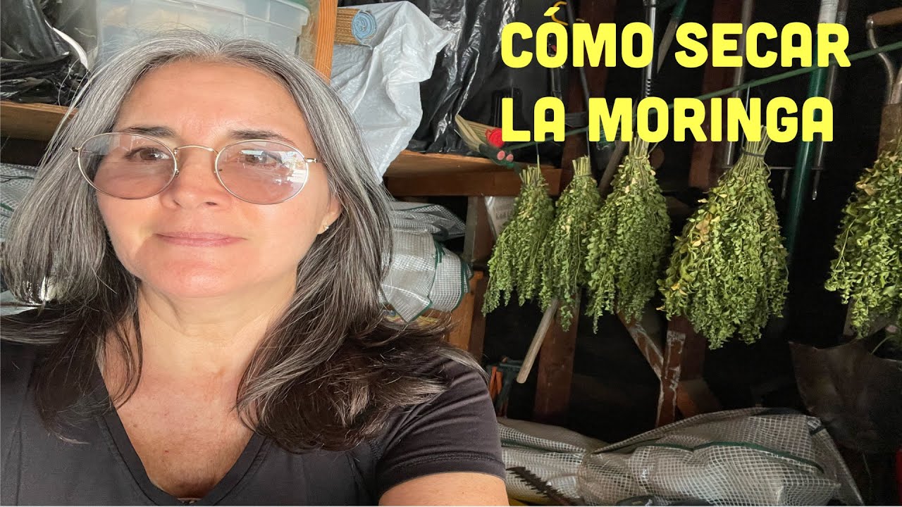 C&oacute;mo secar la Moringa