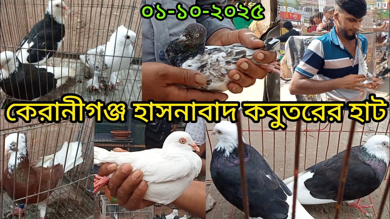 ০১-১০-২০২৫,কেরানীগঞ্জ হাসনাবাদ কবুতরের হাট।আজ রোজ বুধবার।হাট টি সপ্তাহে দুইদিন বসে শনিবার এবং বুধবার