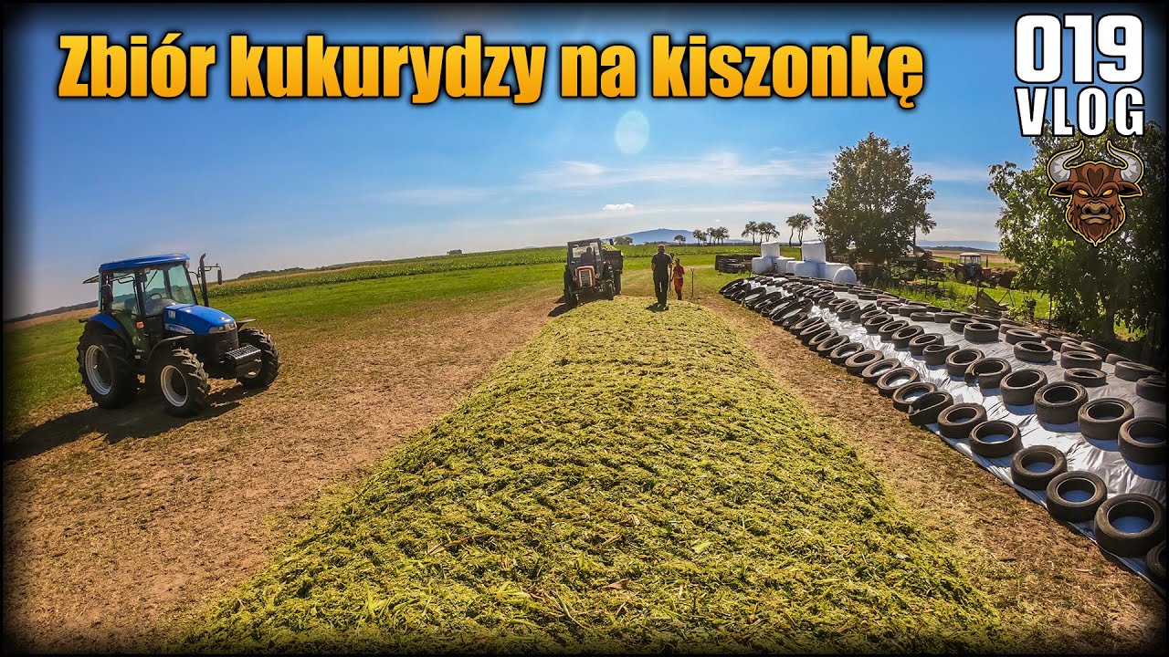 Zbiór kukurydzy na kiszonkę 2020 | Kukurydziane manewry 2x NH i C360 | Vlog #19