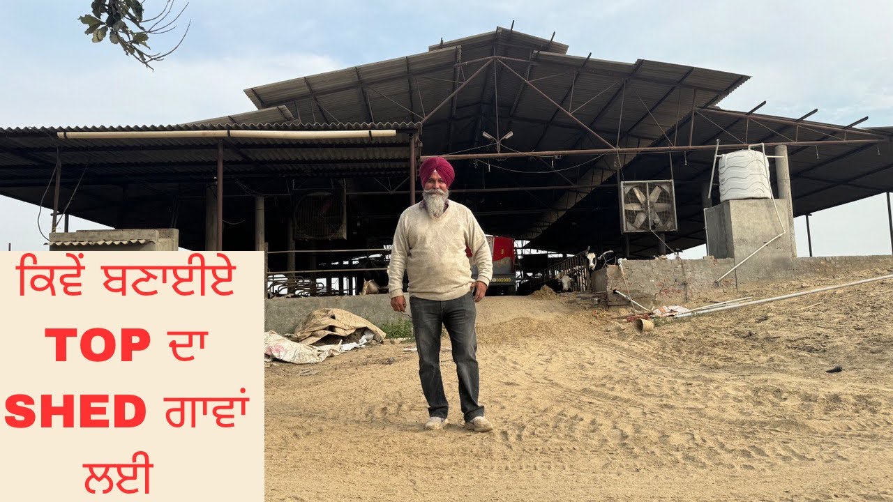 HOW WE MAKE OPEN SHEDS FOR HF AND JERSEY COWS | AULAKH DIARY FARM | RAMPURA PHUL | BATHINDA |