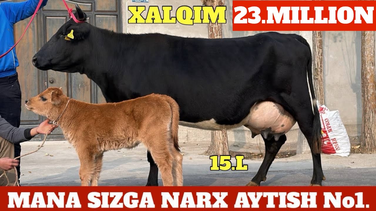 NARXLAR YONDI🔥XALQIM 23.MILLION😳CHEMPION SIGIRLAR😱ANA XOLOS