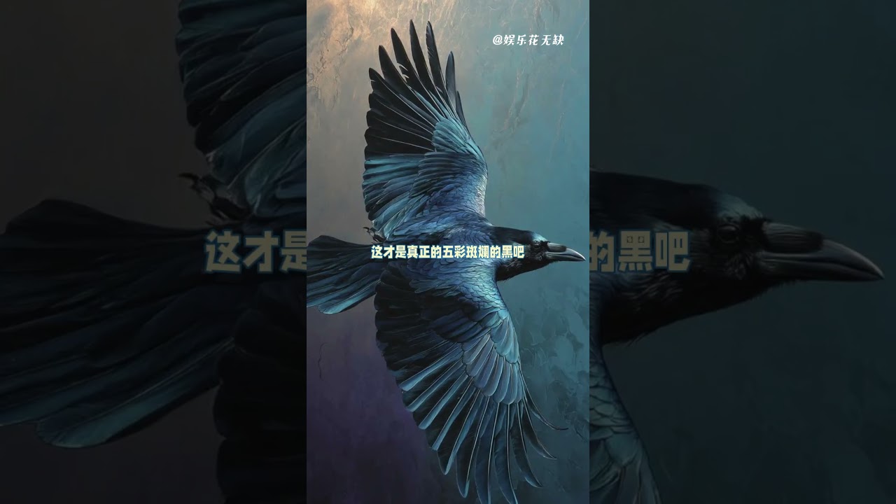 渡鴉就是天上的小狗吧 #渡鴉 #可愛 #烏鴉 #內容啟發搜索