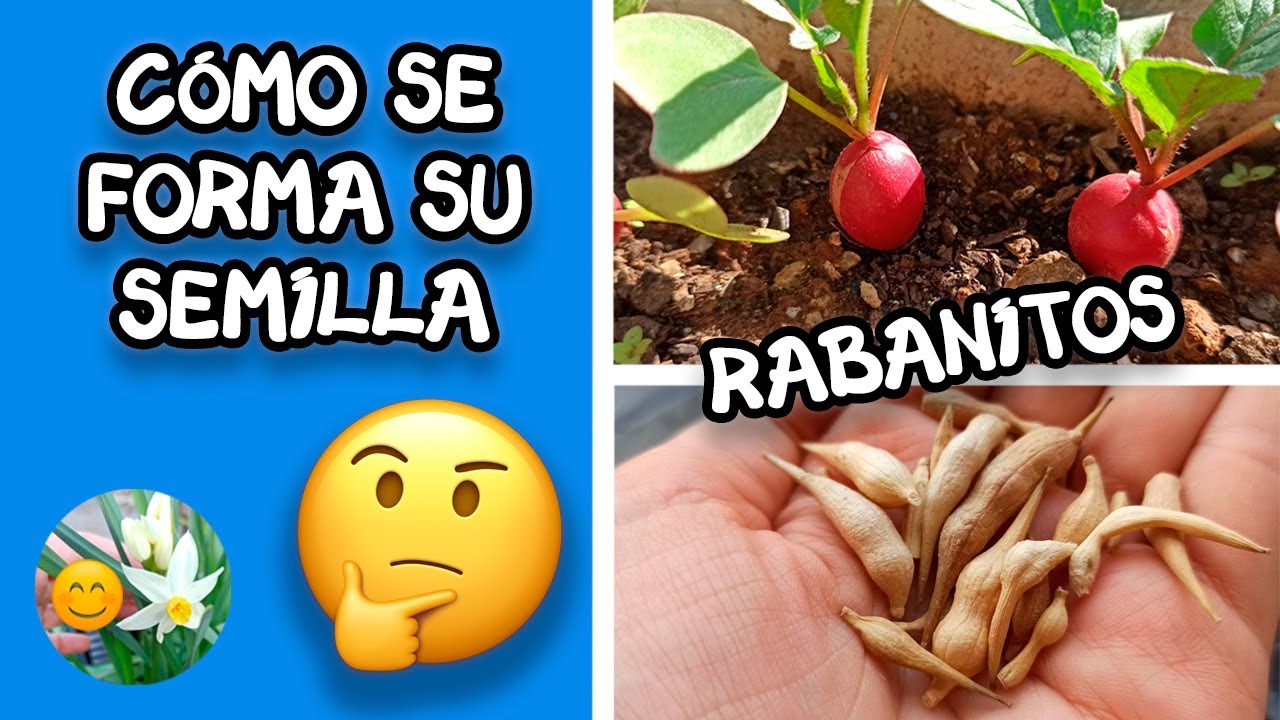 🔴🌱 SEMILLAS de RABANITO: Cómo se forman 🤔 Cómo obtener 🌸 Floración y recolección