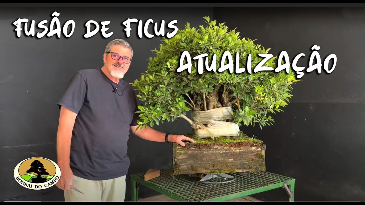 FUSÃO DE FICUS - ATUALIZAÇÃO