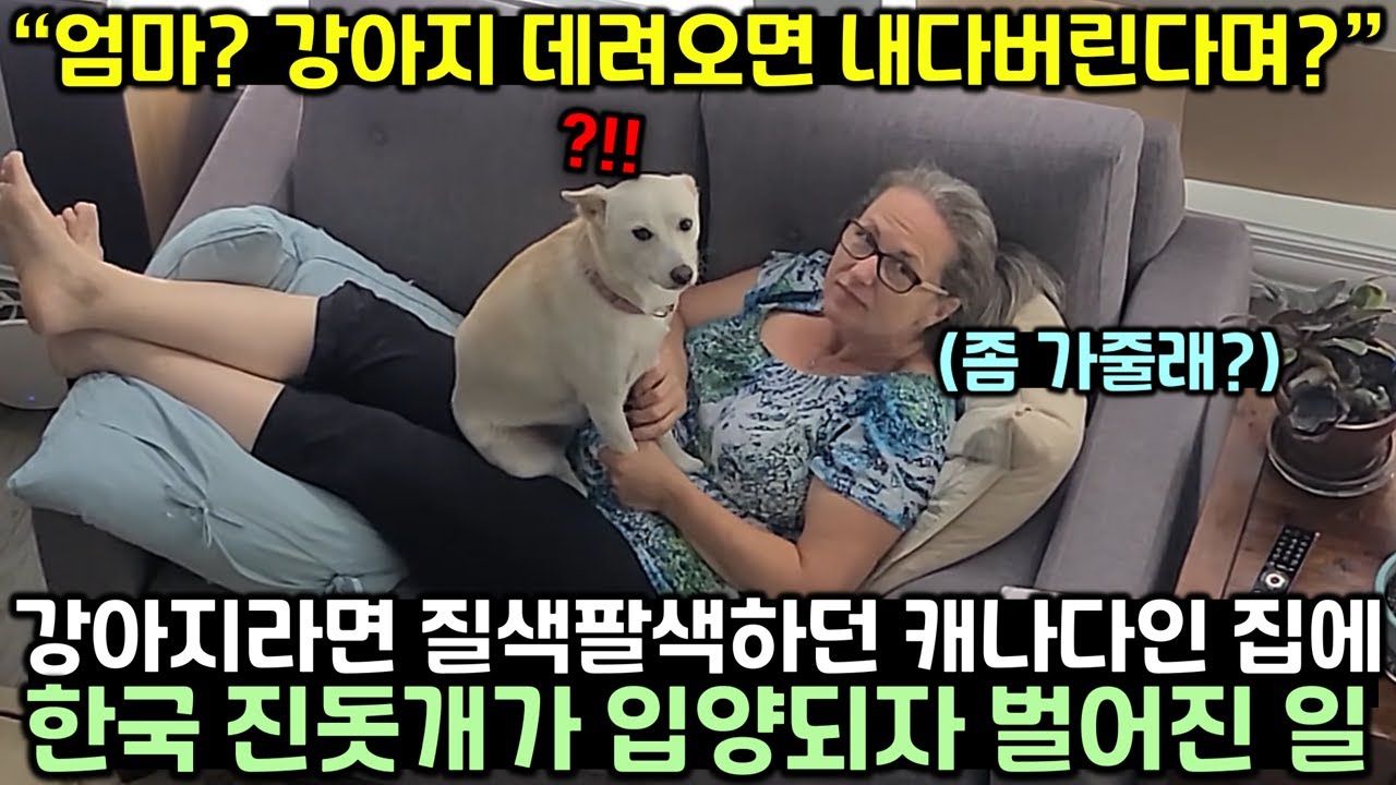 강아지라면 질색팔색하던 캐나다인 집에 한국 진돗개가 입양되자 벌어진 일
