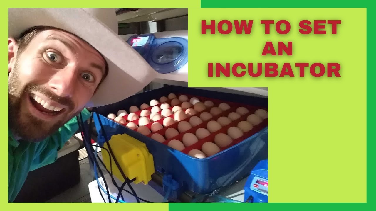 How to set up an egg Incubator