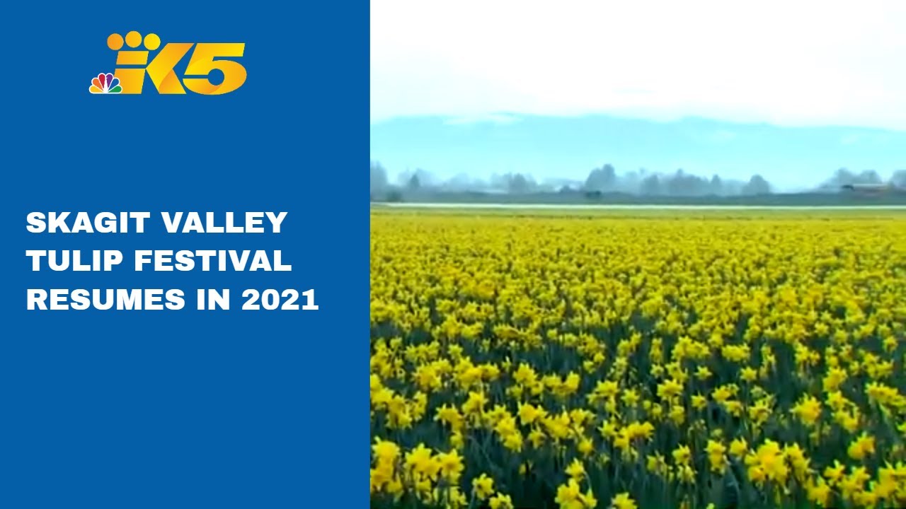 Skagit Valley prepares for tulip festival