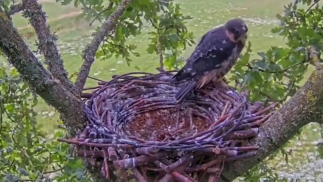 #falcon Cam4#144 Review baby birds in the nest - Dad and mother brings food to feed their chicks