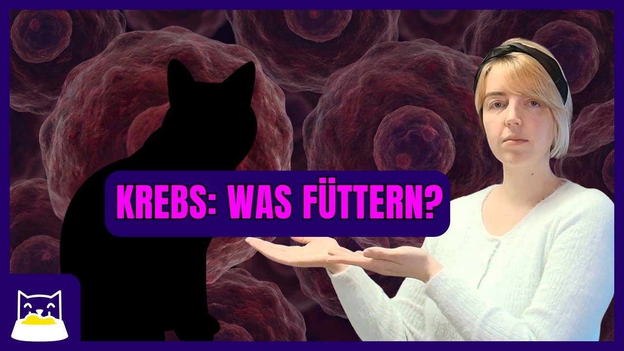 Deine Katze hat Krebs Was du jetzt beim Füttern wissen musst 1