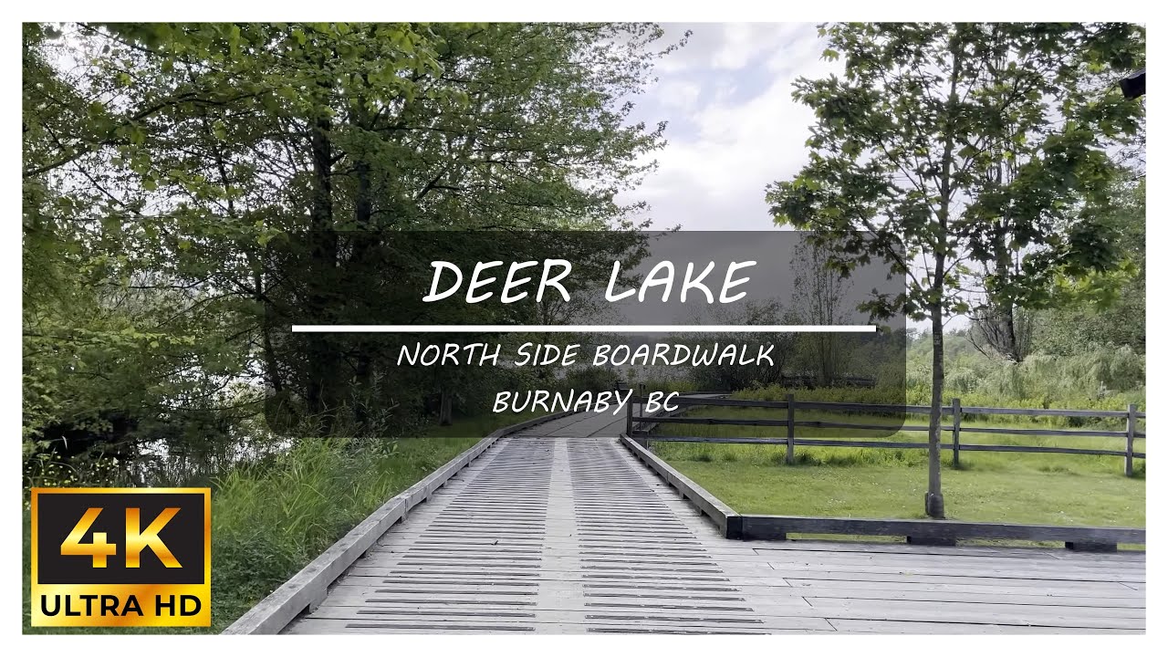 Deer Lake  Boardwalk North Side Burnaby BC - Virtual Walk - Walking Tour 4k