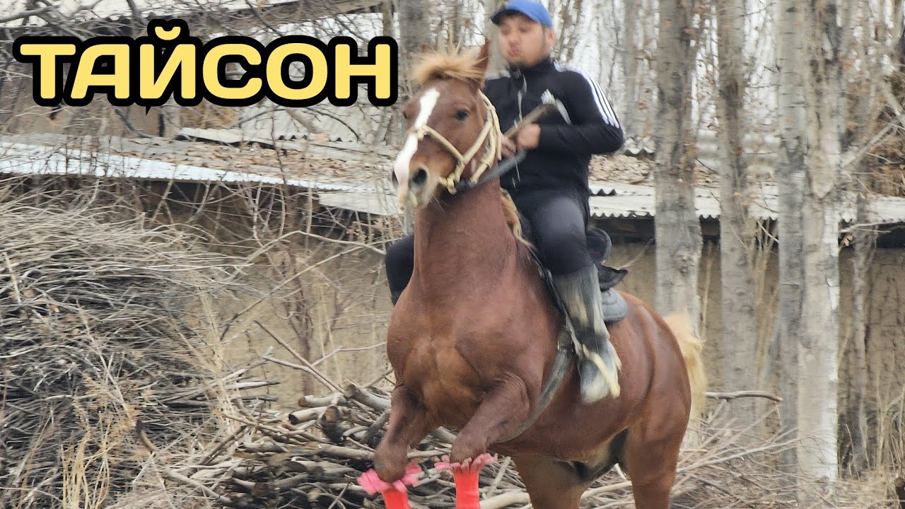 Нуриктин ТАЙСОН АТЫ ЗАРДА ТОЛО