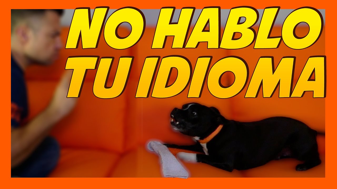 🚨⚠️HAZ ESTO para mejorar la CONVIVENCIA con tu Perro 🐶 | Comunicación Canina 📝