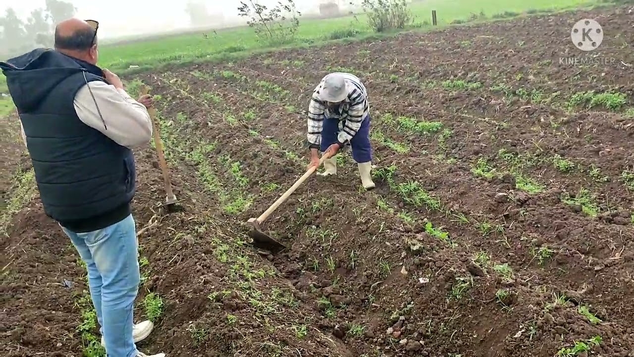 مسيح ، عزيق الأرض بعد زراعة البطاطس