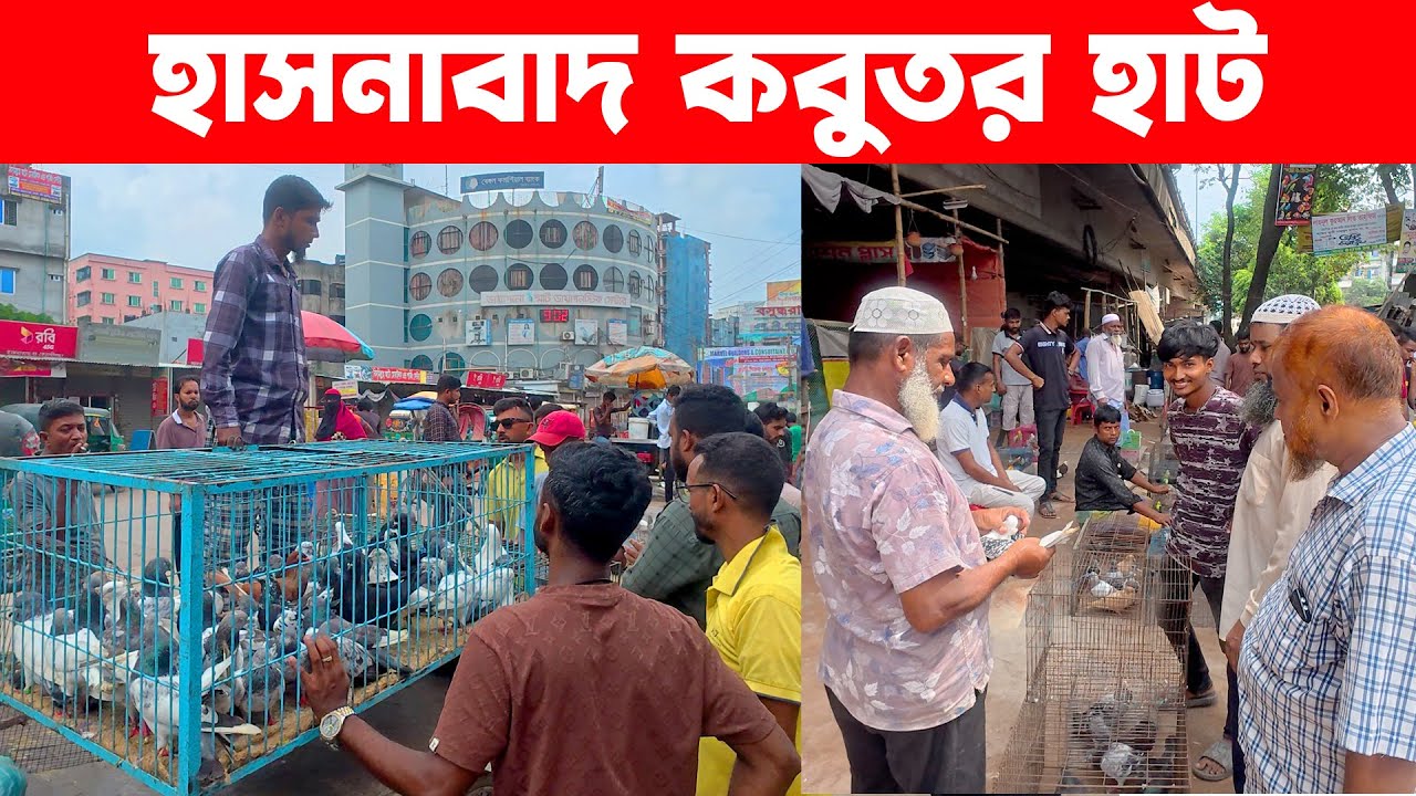 হাসনাবাদ কবুতর হাট ৩০-৮-২০২৫ | kobutor hat 2025 | pigeon market in bangladesh