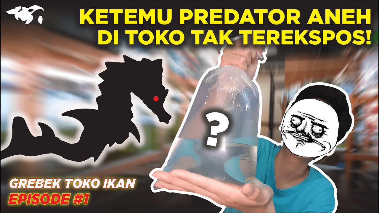 #EPS01 GREBEK TOKO IKAN l KETEMU IKAN PREDATOR ANEH BANGET BENTUKNYA KAYAK PIPA