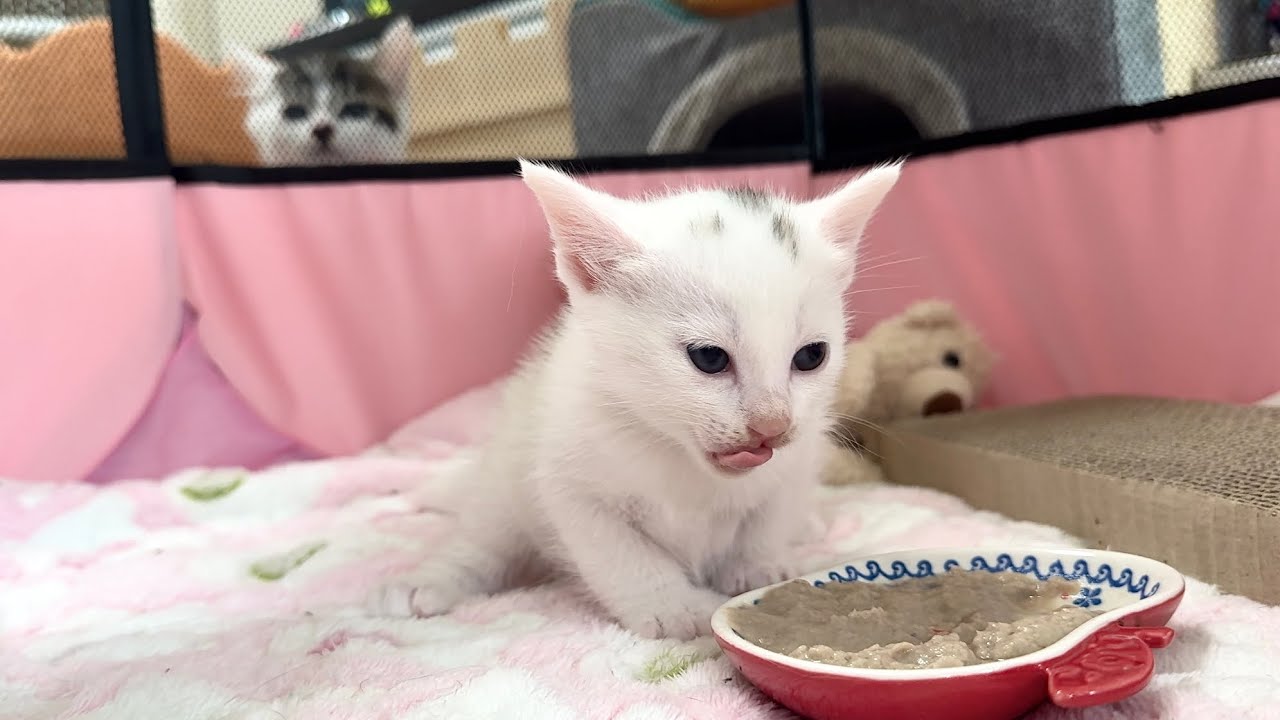 生後28日 離乳食に初挑戦＆初めてのオシッコ。急成長する子猫たち【白玉ちゃん日記】Day 28: First Meal & Potty! Kittens Growing Up
